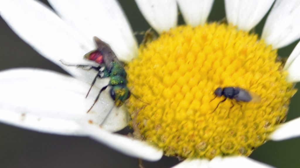 Hedychrum rutilans, Chrysididae